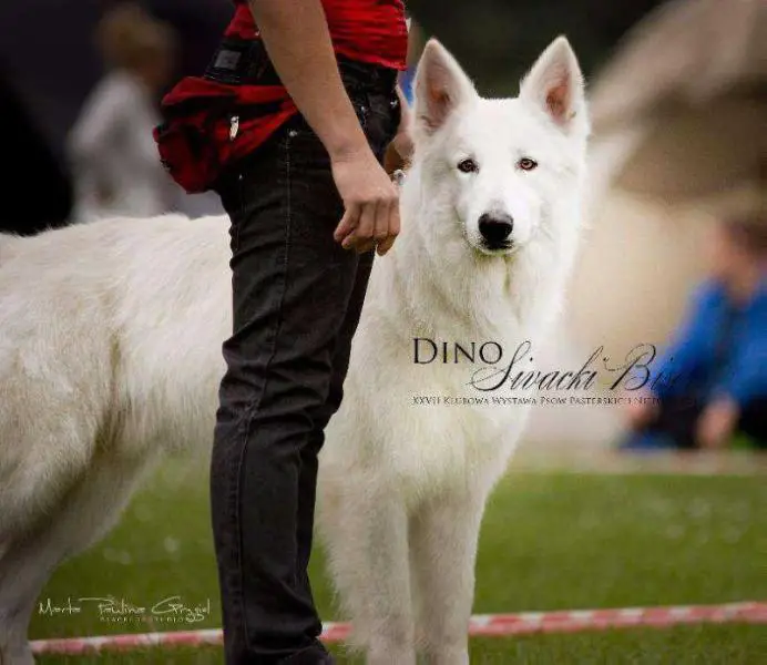 CH-PL Đino Sivacki Biser (HD-A , ED-0)
