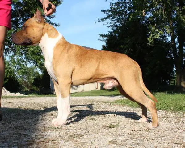 AKC MJR PTD Sha-D Blue N Kimble's Royal Comotion