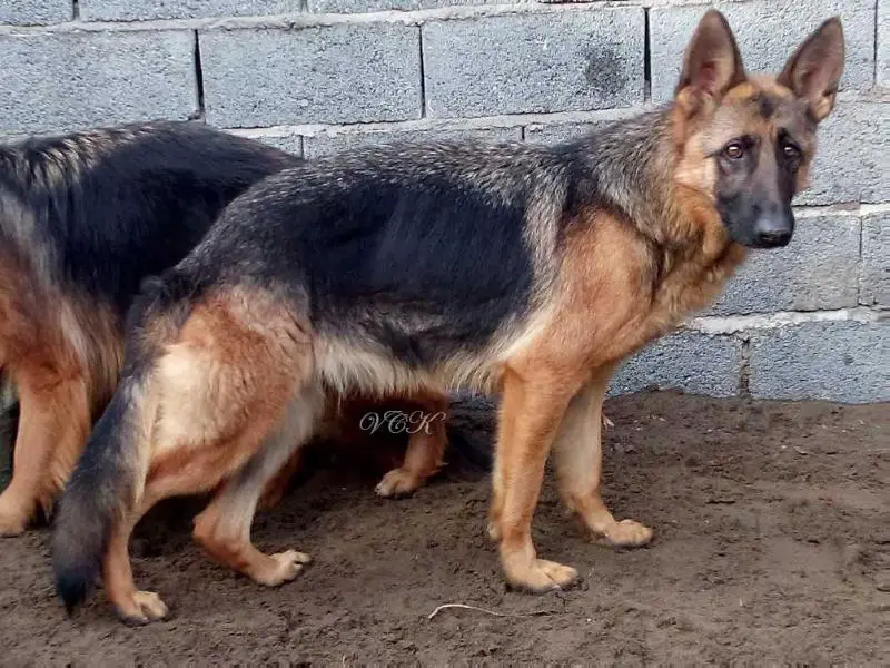 Belphi Von Caspian