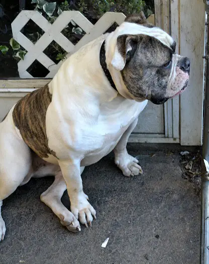 Coleman's Stella of COH