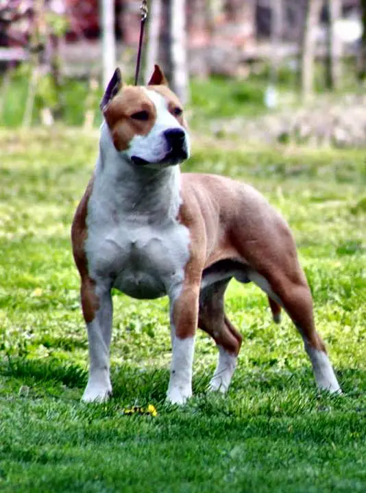 CH. Mr. RUMBA OF RED RUN Highway Chile