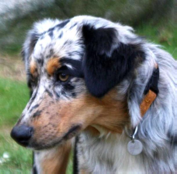 Rainwater Ridge of Pearls