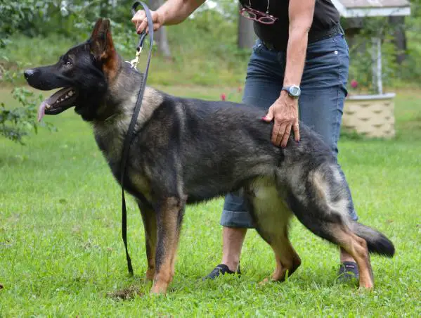 Lucic von Baron's Reich