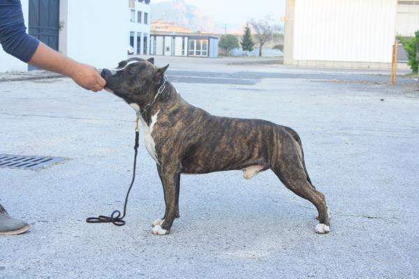 Staff'Delux John Coffey