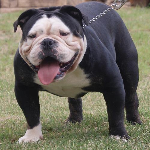 Texas Geez' King Koopa
