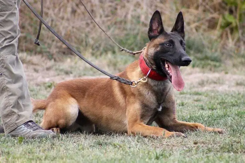 Zuul de la Grande Ile