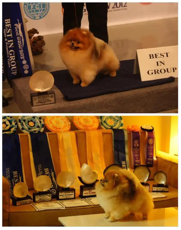 THAI/PHIL/MAL GCH Damascusroad Harry By The Sea HOF