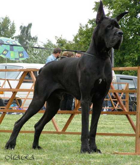 САС, ВОВ, BISS.baby-1 Class Winner, Best Baby Alano's Shtat Znak Zorro