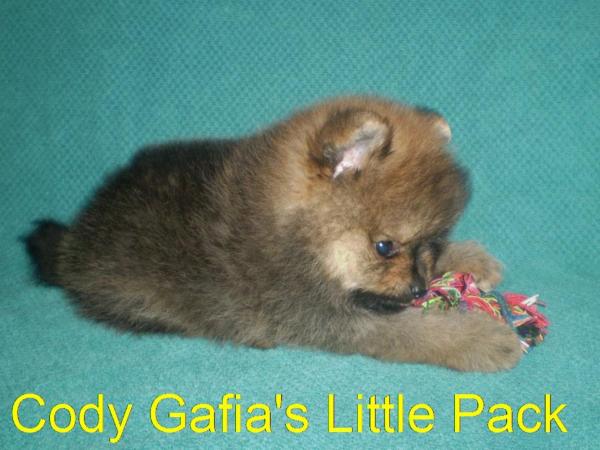 Cody Gafia's Little Pack