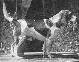 Frank Forest (Formerly Frank 009810 Vol V)