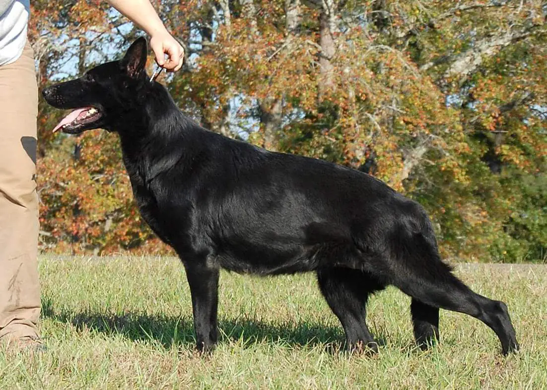 IntCH/UKC CH Quelle vom Alt-Ostland