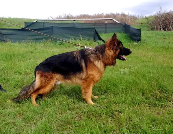 CH.UA, CH.RU,CH.BEL, Georg golden blumen