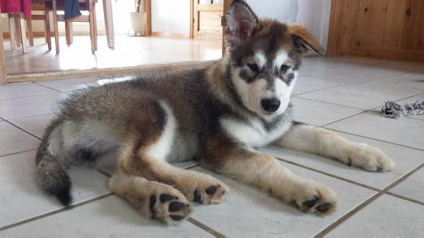 Nice Boy Gizmo MALAMUTE SANCTUARY