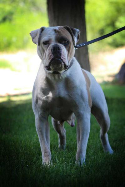 ABRA Jr CH Bellatrix LeBull of Walkers