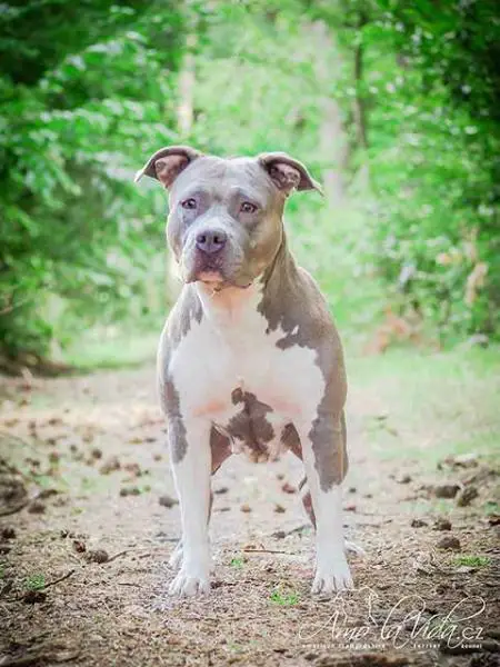 Benad Hasche Amo la Vida