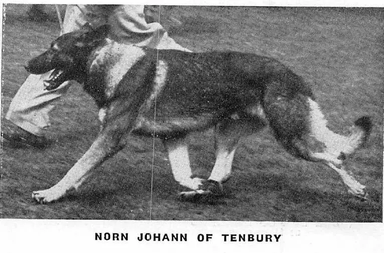 Norn Johann of Tenbury