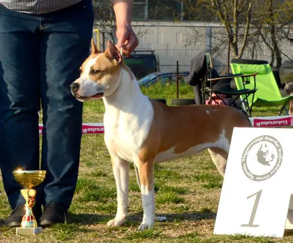 JCh . Ro Ch  of  Champions 2015 Ringmaster Hot Diamond
