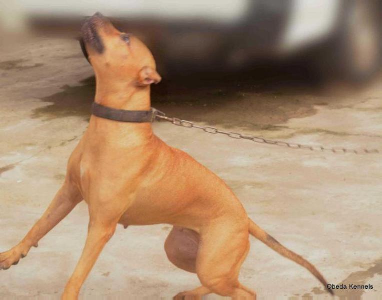 Vickie Vale of Obeda