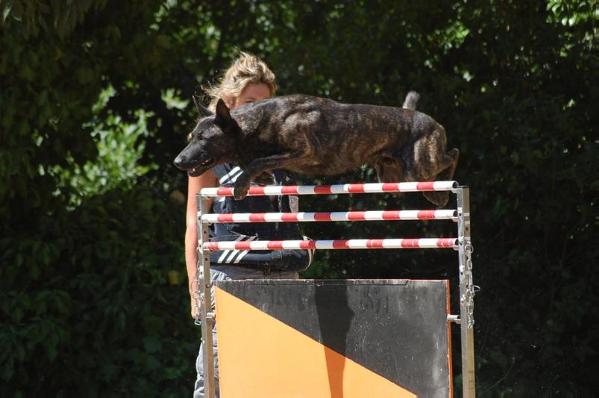 CHAMP. DE FRANCE '13 Dogge des Fonds de Gueule