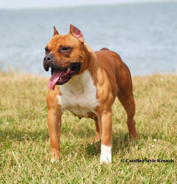 AKC PTD UKC CH NC-Style's Confidence in Motion