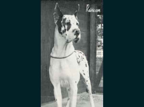 CH Alpha von Blauen Landchen