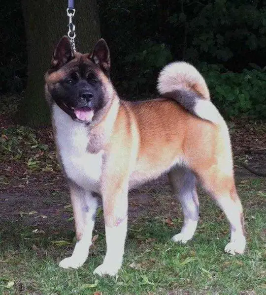 Minioso's Rich Ruby At Meiho