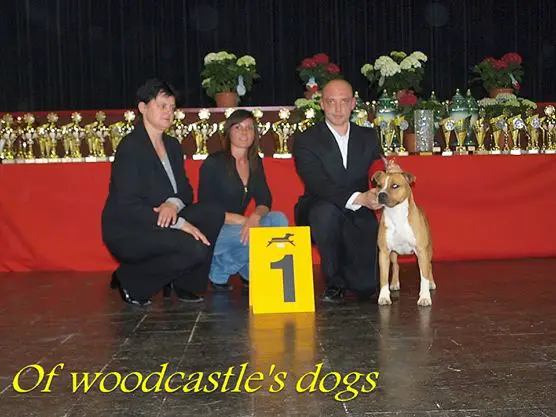 JCH LUX Inattendue of woodcastle's dogs