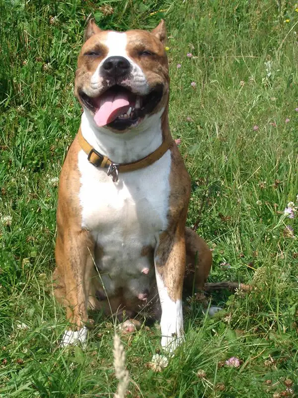 Ch. Vet; JBOS; JBOB; BOB; BOS, 4 x CAC ANNIE'S ANGEL Guardian Team FCI