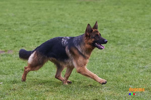 Lou vom Gründauer Hain