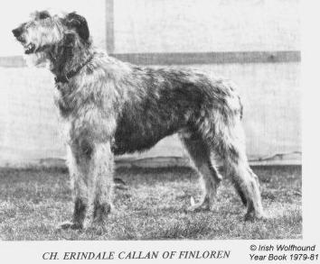 CH Erindale Callan of Finloren