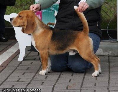 astravegas brad pitt