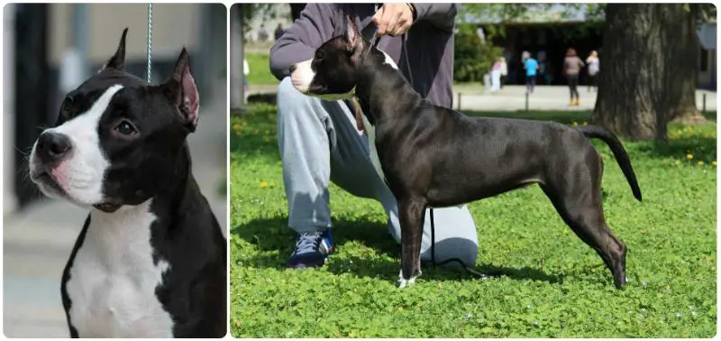 CH Arya Spartans Code