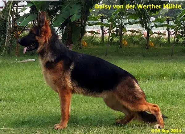 Daisy von der Werther-Mühle