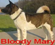 Bloody Mary