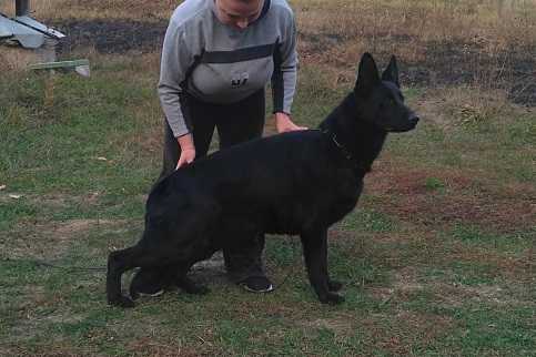 Ursa s Lesnoy Gorki