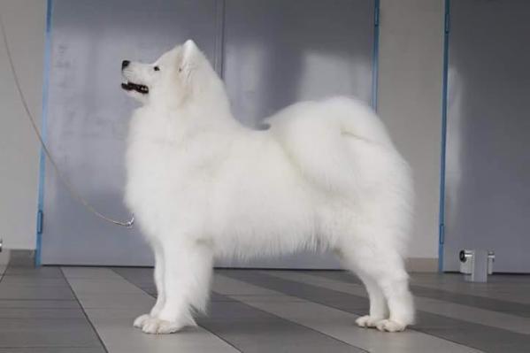 CIB PLJCH PLCWIN LUXJCH ROJCH SKJCH PLJCWIN IMPERIAL DREAM POLA Chatanga