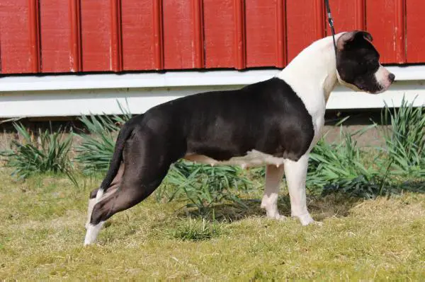 Sweet Obsession Impressive Essence