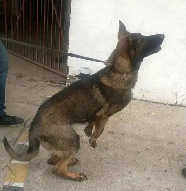 Bela Real K-9