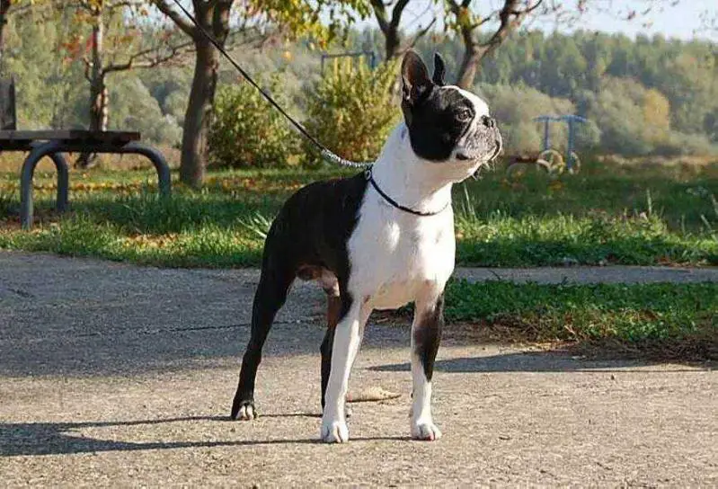 JCh. Of Serbia, JCh of Croatia, Ch. of Serbia Kait Klassik Forward