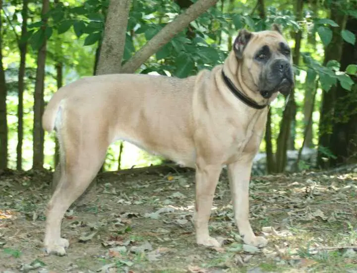 Rivales Viper de Italica Terrae