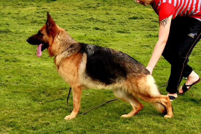 V. Xeda vom Haus Kaiser