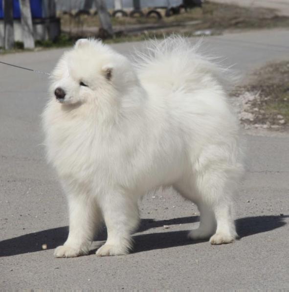 Hunny bear boschi vecchi