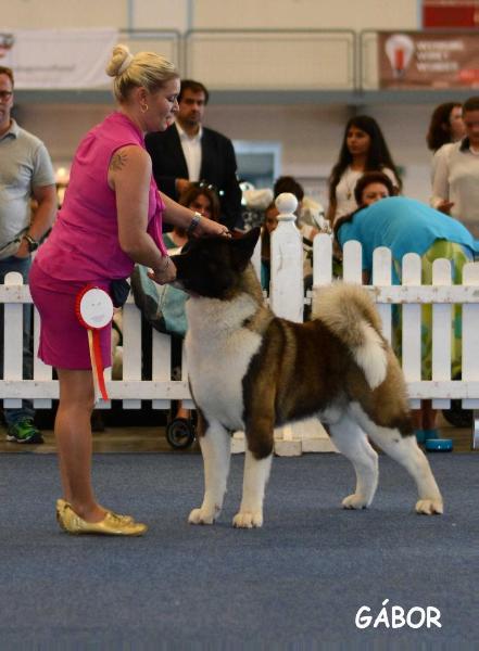 BPIS, BJISS, BIS LUX/SK CH El Gaucho De GabriTho