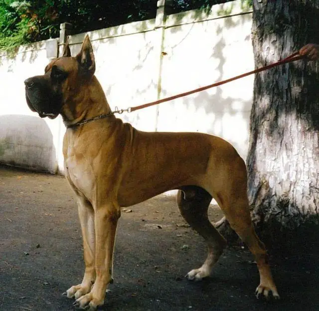 Napalm des Petites Vernieres