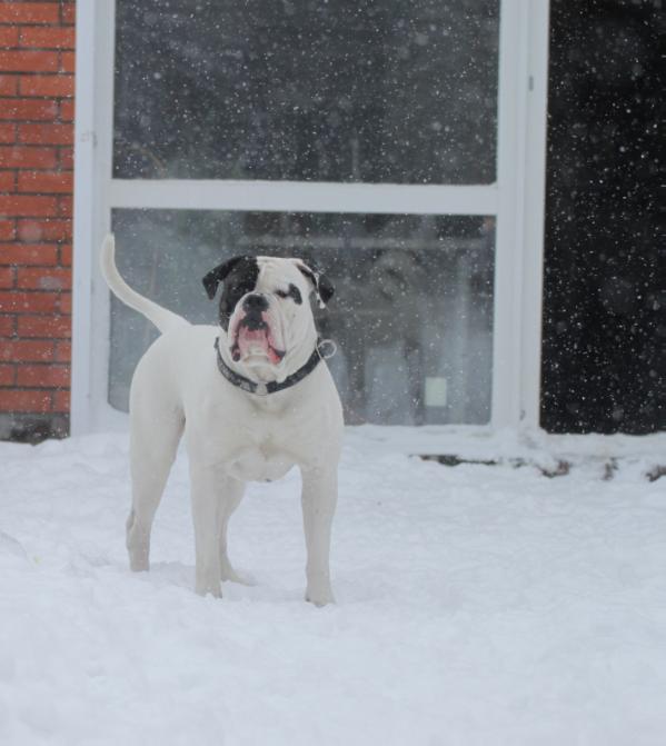 Ostwaybulls Daily Smile