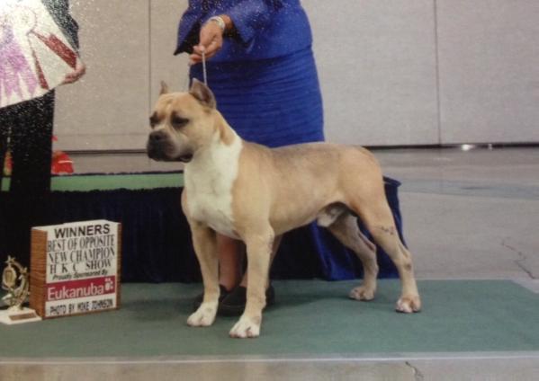 AKC CH Koanui'S five-O bad boy