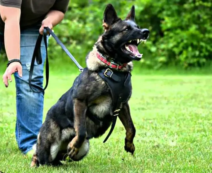 MK1's Gunda Vom Slough Bottom