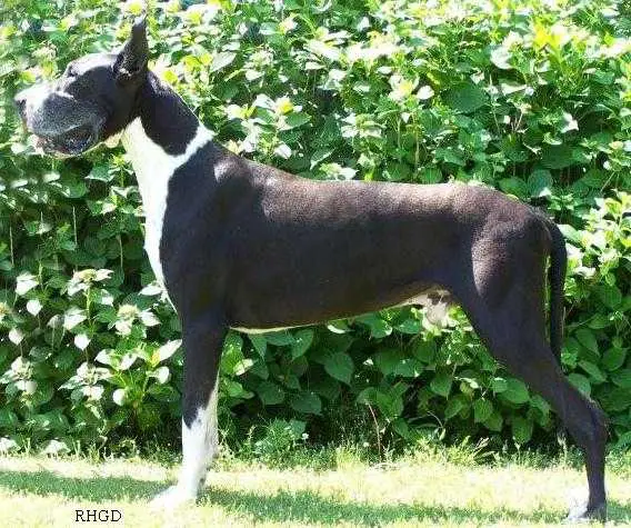 Rockbridge Magic Ace
