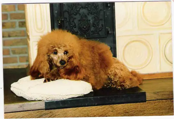 Rosaline’s Burning Fire