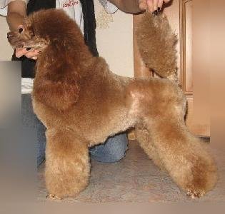 RUS CH Magic Mystery Midnight Flasch